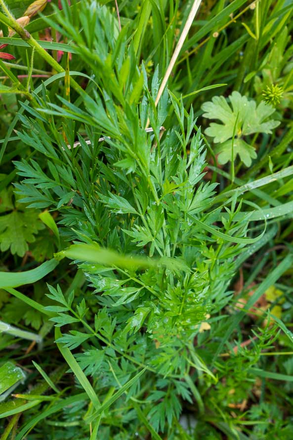 Oenanthe pimpinelloides / Finocchio acquatico comune